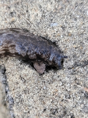 Megapallifera mutabilis