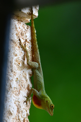 Anolis distichus