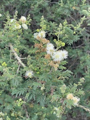 Mimosa quitensis