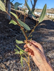 Corymbia citriodora