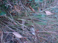 Schoenus graciliculmis