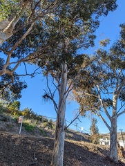 Corymbia citriodora