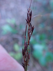 Schoenus graciliculmis