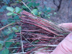 Schoenus graciliculmis