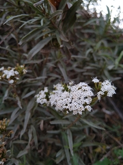 Stevia salicifolia
