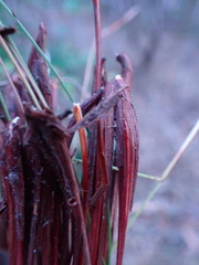 Schoenus graciliculmis