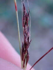 Schoenus graciliculmis