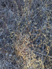 Diplacus