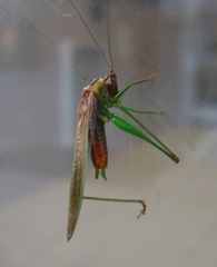 Conocephalus attenuatus