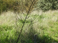 Verbascum pulverulentum