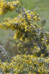 Acacia baileyana