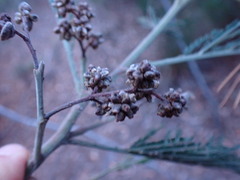 Dasineura rubiformis