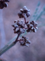 Dasineura rubiformis