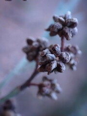 Dasineura rubiformis