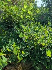Erythrina herbacea