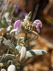 Phlomis purpurea