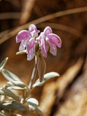 Phlomis purpurea