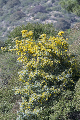 Acacia baileyana