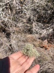 Ramalina stenospora