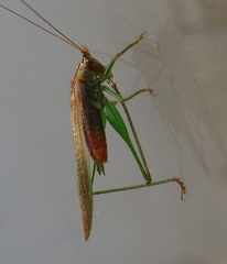 Conocephalus attenuatus