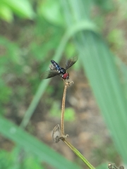 Ocyptamus dimidiatus
