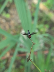 Ocyptamus dimidiatus