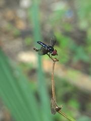 Ocyptamus dimidiatus