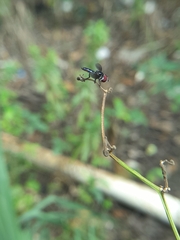 Ocyptamus dimidiatus