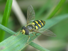 Eupeodes latifasciatus