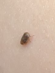 Clastoptera xanthocephala