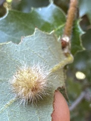 Disholandricus lasius