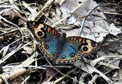 Junonia evarete