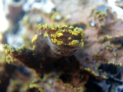 Pseudocyphellaria holarctica