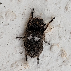 Toxonotus cornutus