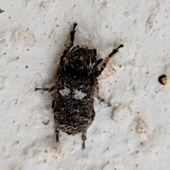 Toxonotus cornutus