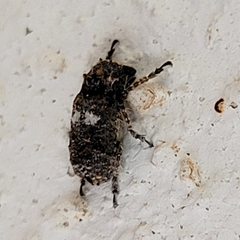 Toxonotus cornutus