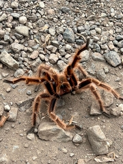 Grammostola rosea