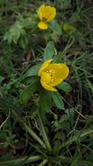 Eranthis hyemalis