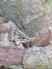 Leptodactylus gracilis