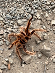 Grammostola rosea