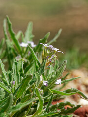 Matthiola parviflora