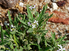 Matthiola parviflora