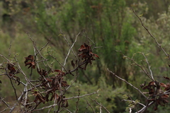 Mimosa aculeaticarpa