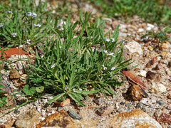 Matthiola parviflora