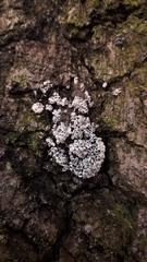 Diderma spumarioides