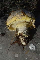 Floccularia luteovirens