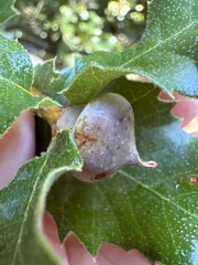 Heteroecus sanctaeclarae