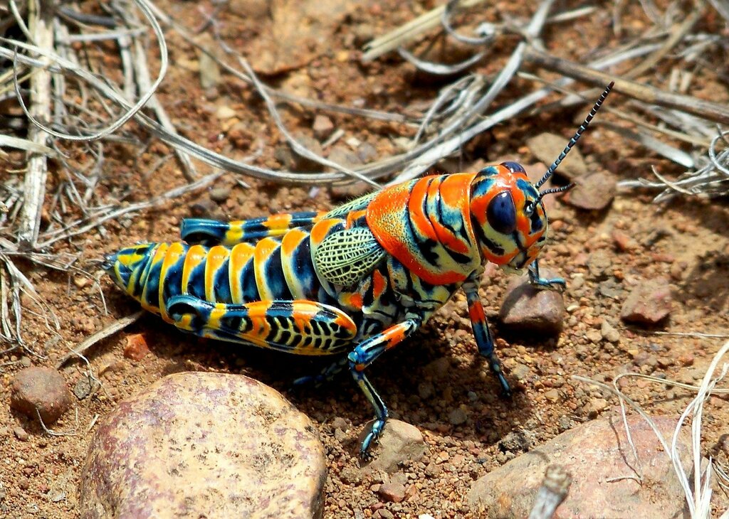 Rainbow Grasshopper