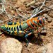 Rainbow Grasshopper - Photo (c) Philip Kline, some rights reserved (CC BY-NC), uploaded by Philip Kline