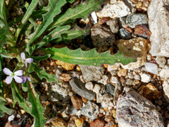 Matthiola parviflora